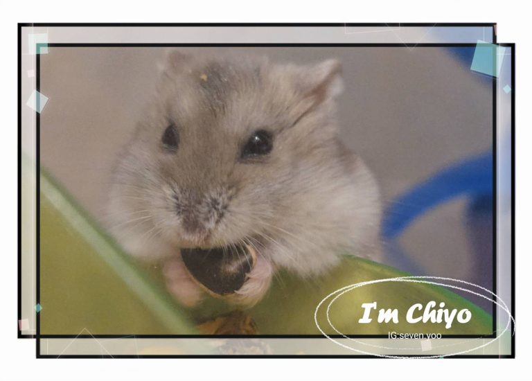 倉鼠 吃飯 可愛小動物